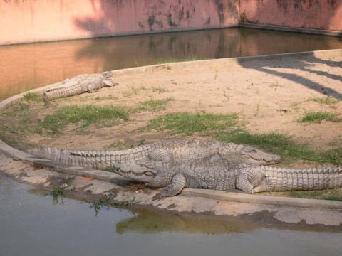 Crocodil la gradina zoologica din Deer Park