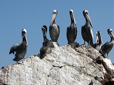 Pelicani