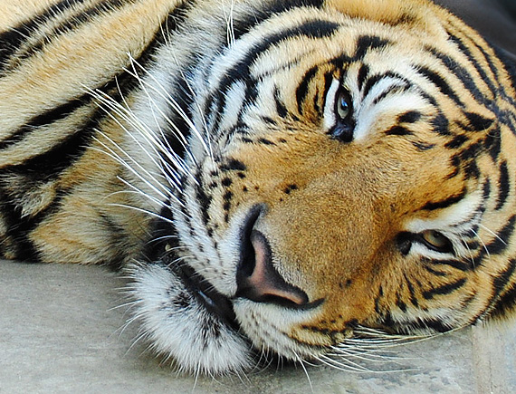 tiger-face.jpg