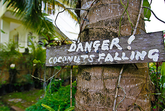 Coconuts falling